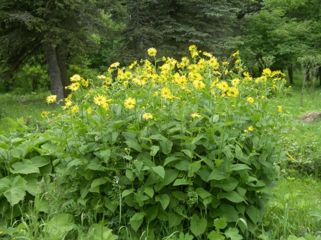 doronicum altaicum